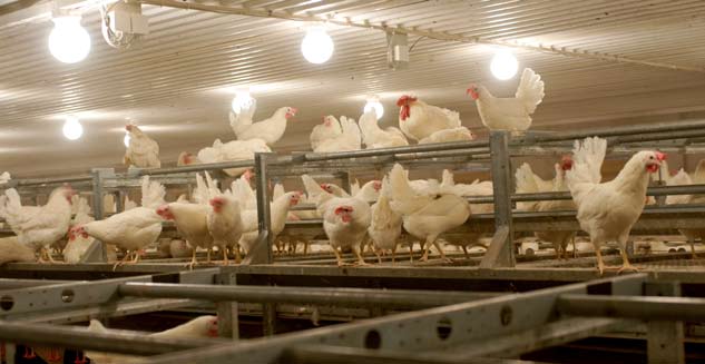 18 Höns djurskyddslagstiftningen i sammandrag Kycklingar Uppfödning i bur Om kycklingar föds upp i bur ska följande krav på utrymme samt dricks- och utfodringsanordningar följas: Kycklingarnas ålder