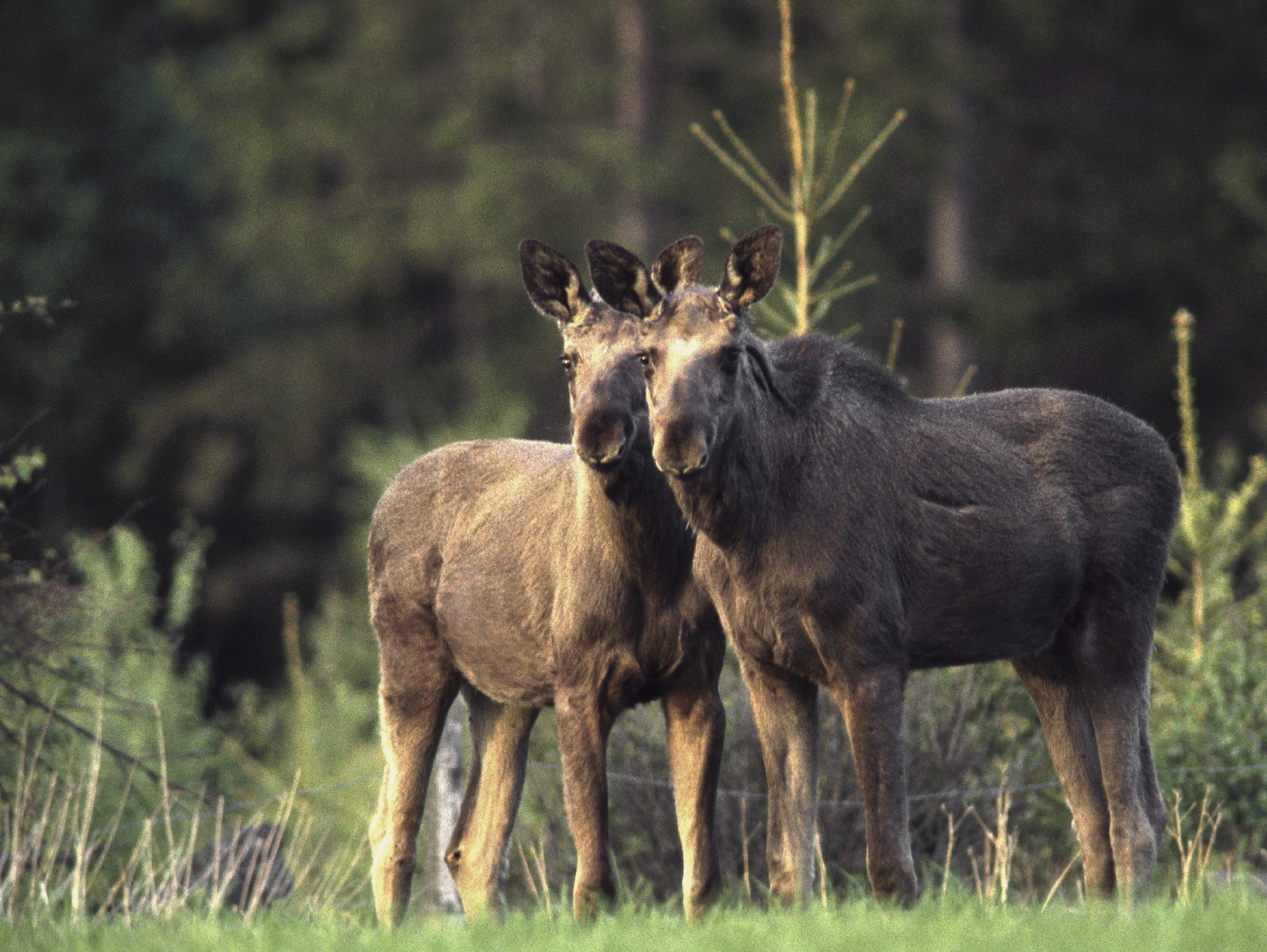 Att vara adaptiv är att anpassa sig till nya förhållanden. Adaptiv förvaltning är ett koncept och förhållningssätt som fått allt större betydelse i den svenska naturresurshanteringen.