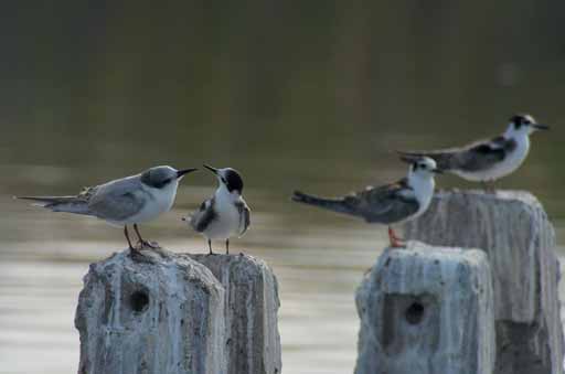 Atanasovosko Lake 20/9, 1 ad + 5 1k Mandra Lake 20/9 och 2 ad + 7 1k Poda 20/9 87. Fisktärna (Sterna hirundo) Tämligen allmän längs kusten 88.