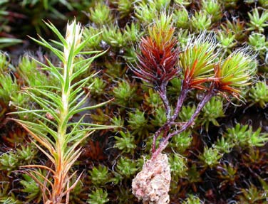 Polytrichum piliferum, hårbjörnmossa (116) [N] Utseende: En liten björnmossa som växer i upp till 4 cm höga och relativt glesa tuvor. Skotten är upp till 8 mm breda.