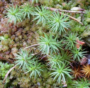 Polytrichum strictum, myrbjörnmossa (115) [N] Utseende: En medelstor björnmossa som vanligen sticker upp 5-10 cm ur kringliggande mossor.