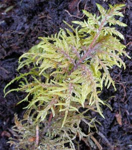 Hylocomium splendens, husmossa (202) [N] Utseende: En av våra mest välkända och karakteristiska mossor med sina långa (upp till 30 cm) krypande skott som bildar tydliga våningar för varje års