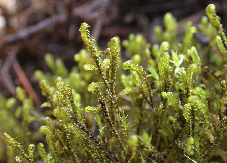 Scorpidium cossonii, späd skorpionmossa (-) [N, R] Synonym: Drepanocladus intermedius (eller innefattad i D.