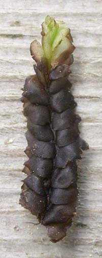 LEVERMOSSOR Leiocolea rutheana, praktflikmossa (-) [N, R] Synonym: Lophozia rutheana Utseende: En bladlevermossa med oftast krypande skott som är 3-5 mm breda och upp till 5 cm långa.