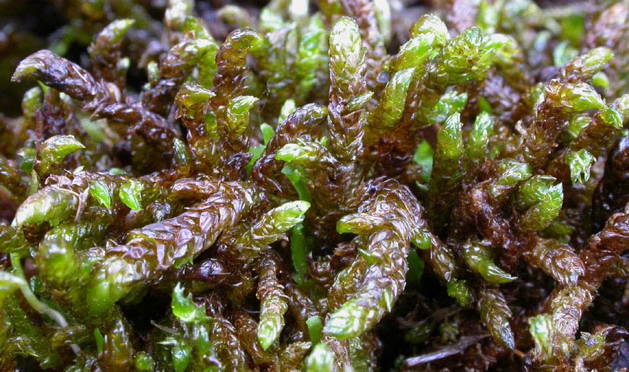 Scorpidium scorpioides, korvskorpionmossa (182) [N, R] Synonym: kärrklomossa Utseende: En sparsamt förgrenad, oftast krypande mossa som växer enstaka eller i upp till 10 cm tjocka rödbruna till