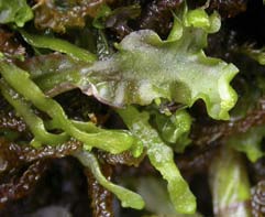 Moerckia hibernica, kärrmörkia (-) [N, R] Utseende: En bållevermossa med homogen bål (utan porer och luftkammare som hos Preissia quadrata, kalklungmossa), som ofta är ca 5 mm bred och 2-3 cm lång.