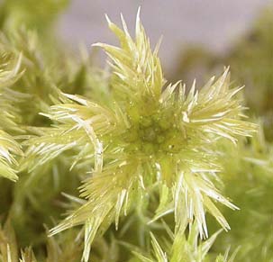 Sphagnum cuspidatum/majus, flyt-/rufsvitmossa (107) [N] Utseende: Medelstora arter (S. cuspidatum något mindre) med 1-2 cm breda skott.