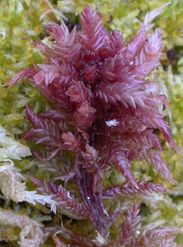 Sphagnum magellanicum, praktvitmossa (103) [N] Utseende: En stor vitmossa (2-4 cm breda skott) med grenblad (utstående grenar) som är stora och kraftigt kupade vilket gör grenarna extremt kraftiga