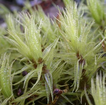 "STÖRRE GRUPPER" Kvastmossor, Dicranum spp. (120-123) [R] Det är ett stort släkte med flera vanliga och ofta dominerande arter, främst i skogsmark, men även i öppnare miljöer.