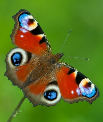 Är ni intresserade av att övervaka dagfjärilar? Dagfjärilar, är huvudsakligen dagaktiva fjärilar. Det finns över 19 000 kända arter dagfjärilar i världen, varav cirka 110 i Sverige.