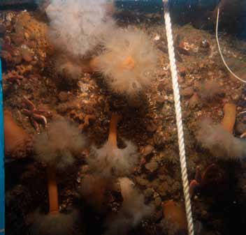 Figur 32. Den översta metrarna på Djurnäs udde dominerades av den introducerade brunalgen Sargassum muticum som var täckt med fintrådiga brunalger (Pilayella/ Ectocarpus) Figur 33.