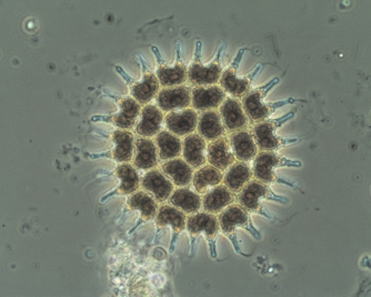 Växtplankton Den stora slemproducerande flagellaten Gonyostomum semen dominerade växtplanktonfloran i de flesta av sjöarna under året, till skillnad från tidigare år då kiselalger vanligen har varit