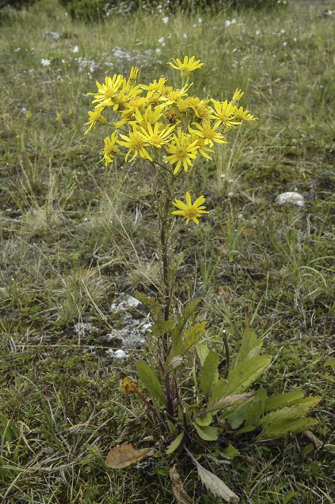 Jacobaea vulgaris subsp. gotlandica alvarstånds NT Alvarstånds beskrevs i floraväktarrapport om alvarets växter Krutbrännaren 2013:1.