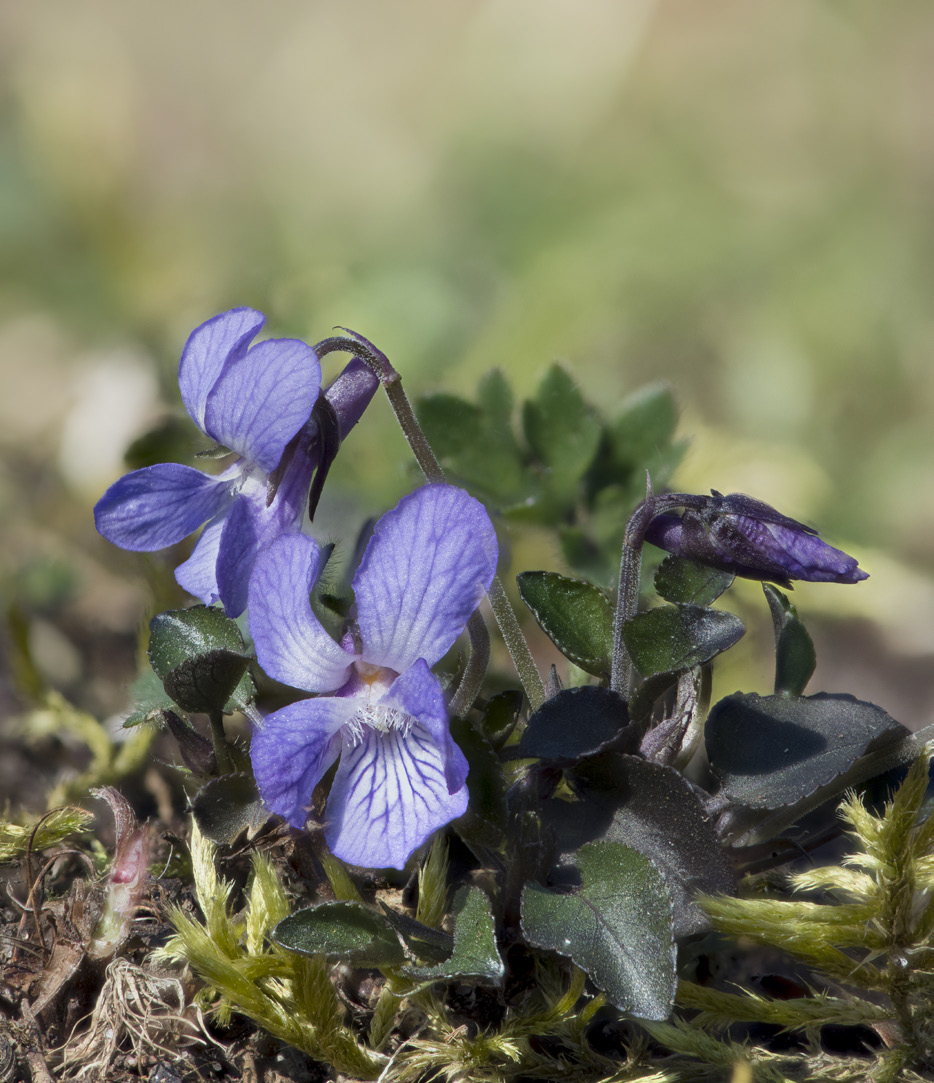 Viola elatior storviol EN Beskriven i floraväktarrapport om alvarets växter Krutbrännaren 2013:1.