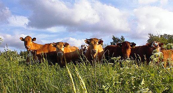 Ekologisk mat Välj så mycket ekologiskt ni kan! Ät mer vegetariskt så ökar inte kostnaden för maten.