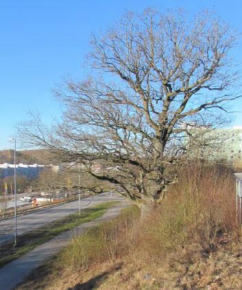 50-51 BOTKYRKA KOMMUN 12 [33] Samhällsbyggnadsförvaltningen Samrådshandling Planenheten 2015-11-02 FÖRUTSÄTTNINGAR, FÖRÄNDRINGAR OCH KONSEKVENSER Natur Mark och vegetation Enligt en