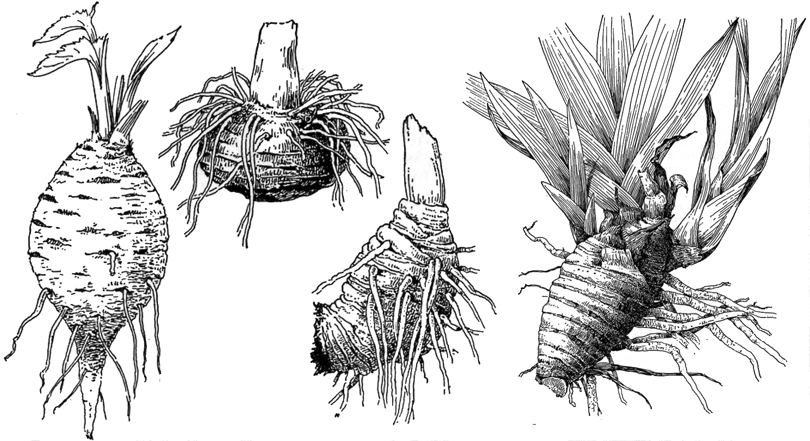 rhizoma jordstam, rhizome En underjordisk del av stammen, med knoppar, annorlunda ledningsvävnad jfr.