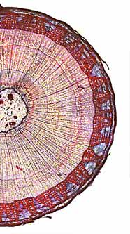 lignum ved, wood I en stam finns två typer av ledningsvävnad: xylem och floem. Xylem leder vatten och närsalter från roten och uppåt i växten.