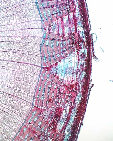 lignum ved, wood Xylem och floem bildas från en tillväxtzon, det s.k. kambiet eller innerbarken. Xylem bildas av cellerna som delar sig inåt mot stammens centrum.