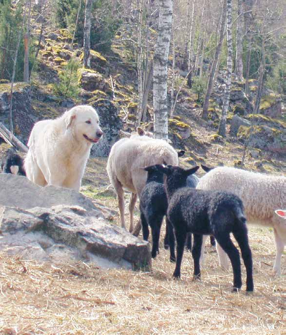 Boskapsvaktande hundar mot