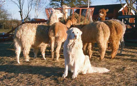 foto: maria sandgren Boskapsvaktande hundar används inte bara till får. På bilden ses en Maremmano Abruzzese med sin flock alpackor, Uppland.