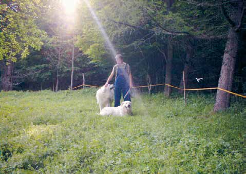 då man behöver koppla hunden, eller tillfälligt ha den bunden i lina. Det kan även vara bra att lära hunden kommandona Gå till fåren eller Stanna hos fåren (W. Smietana, Polen).