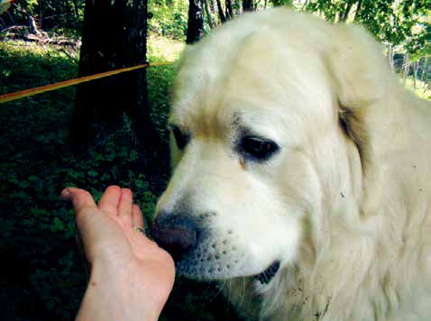 9. Hunden stör när fåren vallas. 10. Ekonomiska utgifter utan garanti för att hunden ska bli duktig.