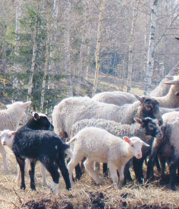 Viltskadecenter (VSC) är ett nationellt kunskapscentrum rörande viltskador på egendom och inventering av stora rovdjur.