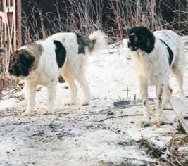 får i mindre utsträckning än vad komondor, akbash och anatolisk herdehund gjorde.