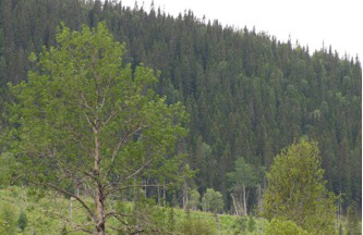 Israelhöjden 2010-08-10 Israelhöjden kikarspanas från ganska nära håll. Redan vid infarten på skogsbilvägen till berget får man en föraning om hur skogen ska se ut.
