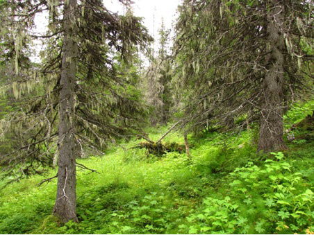 Dunnerklumpen 2010-08-10 Vid berget med det underbara namnet Dunnerklumpen, säkerligen namnet som gett den svenska sagofilmen Dunderklumpen sitt namn, vandrar man i en härlig, örtrik granskog som så