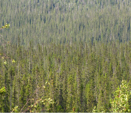 Midsommarfjället 2010-08-11 En av SCA:s utpekade pärlor och ej ännu bildat reservat; Midsommarfjället ligger omgärdat av gammal skog som mest sannolikt håller samma klass.