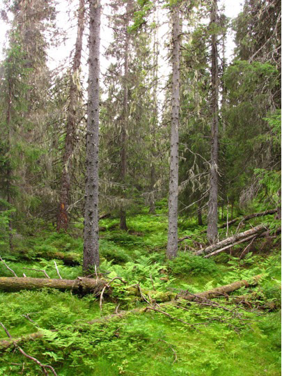 Russvatten-Baksjön 2010-08-09 Käre Gud vilken skog! Fjällnära granskog när den är som allra finast.