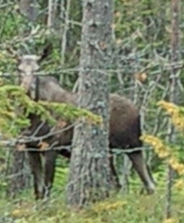 Spännande älg möte I slutet på augusti så följde jag med Öjebyns div. 6 på fotbollsmatch i Rosvik. Medan laget hade uppvärmning så tog jag och Ayo en promenad i det härliga vädret.