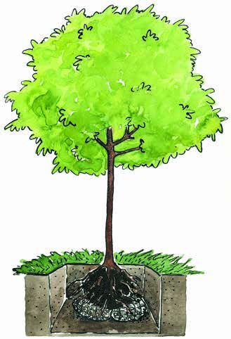PLANTERING AV TRÄD I PARKMILJÖ HEKLA ROTKUDDE Plantering av träd i parkmiljö Vid plantering i parkmiljö eller anläggning av alléträd i grönytor är jordstrukturen ibland så pass bra att den inte