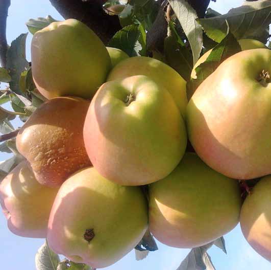 Fruktmögel på äpple. Risk- och konsekvensanalysen identifierar växtskyddsproblemen i en gröda och hur de kan hanteras. Foto: Sanja Manduric. Först identifieras tänkbara allvarliga växtskyddsproblem.