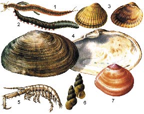 MBIL EPIFAUNA CH INFAUNA (Fredrik Lundgren) Inledning Undersökningar av den mobila epifaunan (rörliga djur på sedimentytan och i vattnet) och infaunan (djur knutna till sediment) vid Kämpinge och