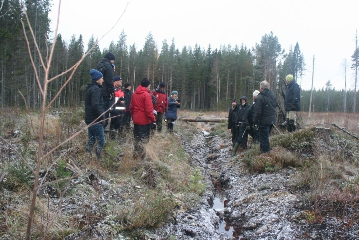 Skyddsdikning Svenskt skyddsdike, = återväxt