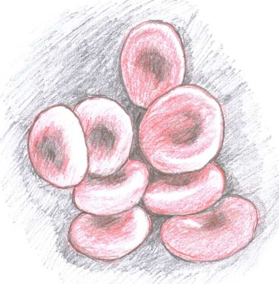 INTRODUKTION Erytrocyten Erytrocyten, den röda blodkroppen, är en blodcell innehållande proteinet hemoglobin (Hb) som ansvarar för blodets syretransporterande förmåga samt ger blodet dess röda färg.