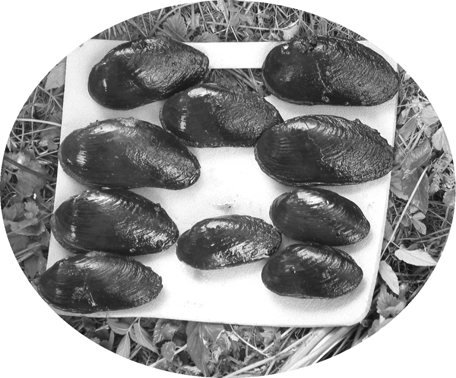 Under gynnsamma förhållande sitter musslan kvar på i stort sett samma plats hela livet, men den kan vid t.ex. torka förflytta sig till djupare vatten med den s.k. foten [1].