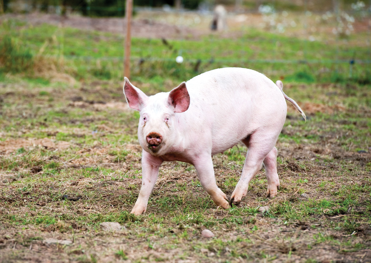 Gris Marknadsbalansen inom EU Med bakgrund av de ryska handelssanktionerna, som infördes på griskött i början av 014, förväntas tillväxten inom EUs grisproduktion att öka med endast 0, procent under