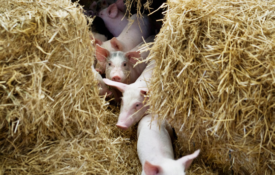 Slaktutveckling och handelsflöden Antalet slaktade grisar minskade med,3 procent under januari - maj 014. Utvecklingen förklaras av ökad export av slakt- och smågrisar samt av långa slaktköer.