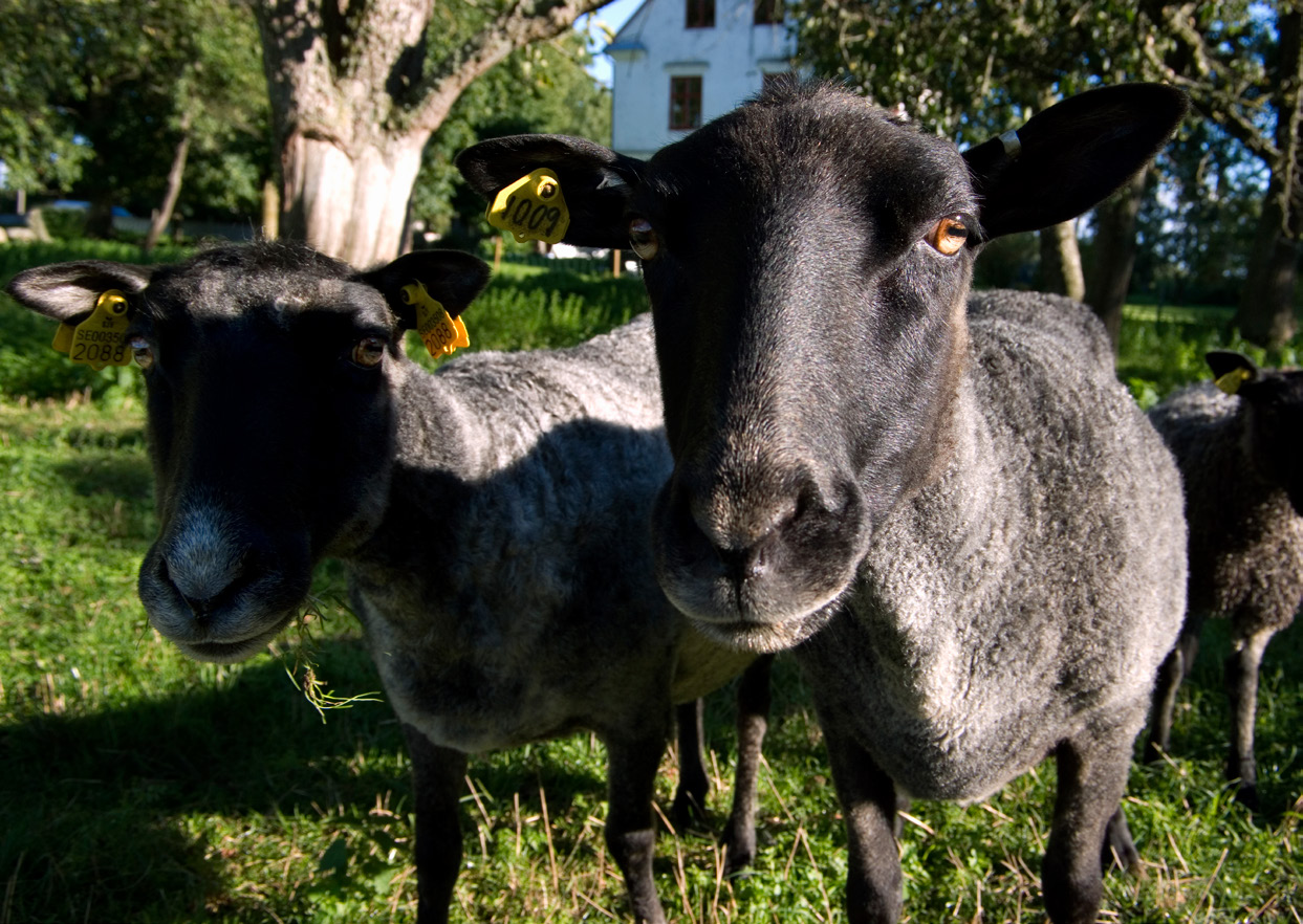 Får och lamm Marknadsbalansen inom EU Generellt goda produktionsförutsättningar och stärkta marginaler förväntas leda till en ökning av produktionen av får och lammkött i EU under 014 motsvarande 0,6