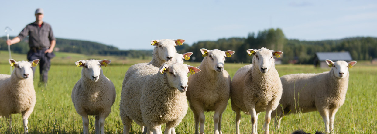 Slaktutveckling och handelsflöden Utslaktningen av får i Sverige ökade med 9,3 procent medan slakten av lamm var oförändrad i jämförelse med perioden januari - maj 013.