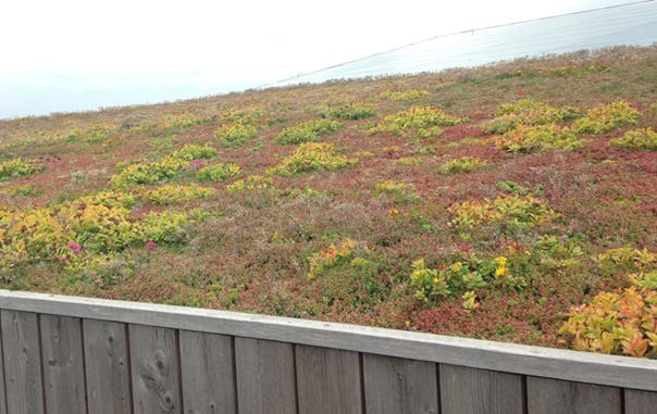 Grönska på mark Naturlik plantering Figur 4.