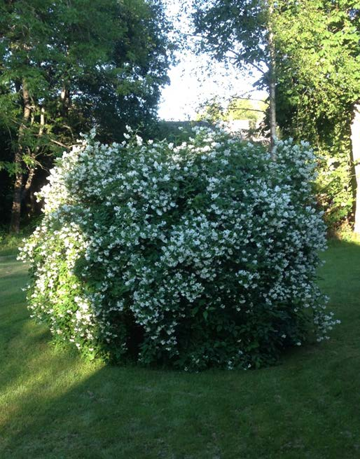 Vid plantering på vegetationsklädda tak ska växtbäddens tjocklek och uppbyggnad kunna bära planteringen på lång sikt och även ge den möjlighet till en god utveckling.