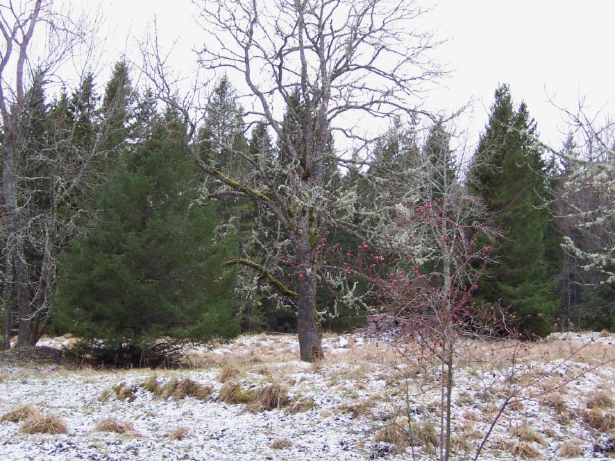 Figur 2-1. Betesmark vid Storskäret. 2.2.2 Kulturmiljö Forsmarks bruk, som ligger inom det studerade området, är ett gammalt järnbruk med anor från 1500-talet (bilaga 2).