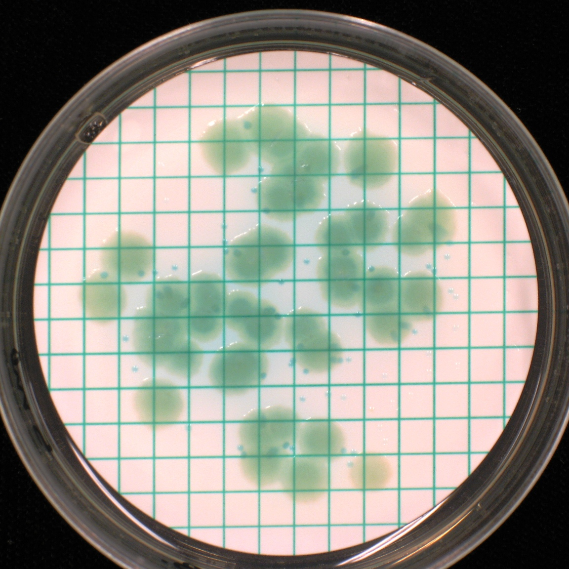 Bilaga C fotografier Dricksvatten, september 21 Blandning A m-endo Agar LES, 7 C m-laktos TTC Agar, 7 C 7,5 ml 7,5ml 7,5ml 7,5 ml, 2 dygn 7,5