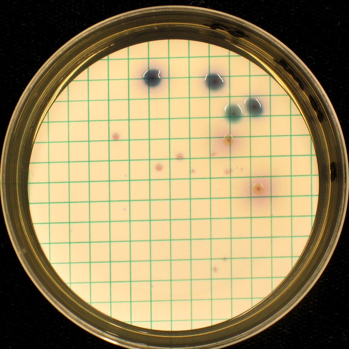 Blandning B m-endo Agar LES, 7 C m-laktos TTC Agar, 7 C 1 ml 1 ml 1 ml 1 ml, 2 dygn 1 ml m-fc Agar, 44 C