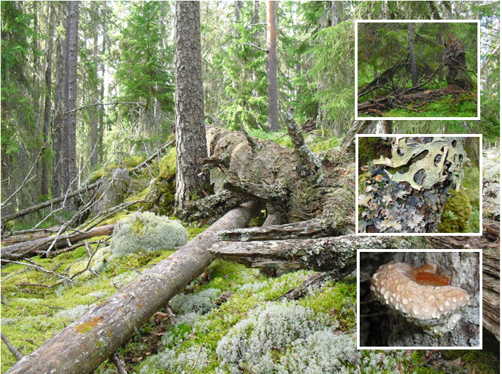 ArtDatabanken Rapporterar 18 Övervakning av värdefulla skogsbiotoper en utvärdering av